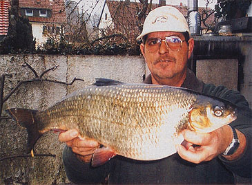 Record photograph for Chondrostoma nasus